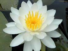 waterlily