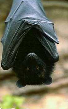bat