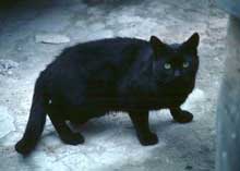 cat