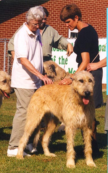 Irish Wolfhound Association of Greater Smoky Mountains