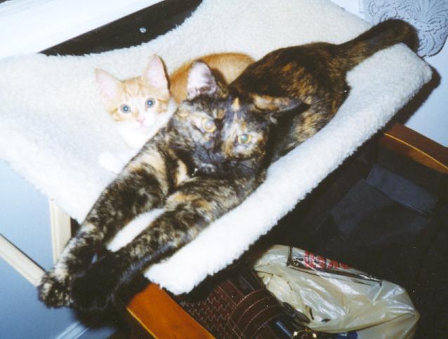 George and his adopted kitty-mom, Ashley.