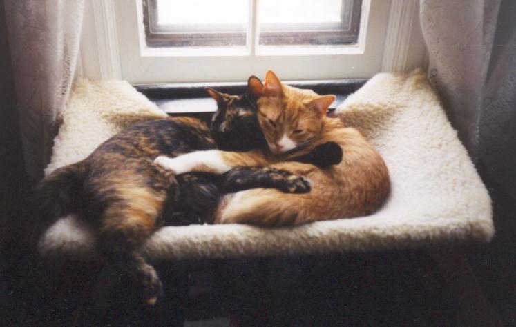Ashley and George cuddling in their window hammock