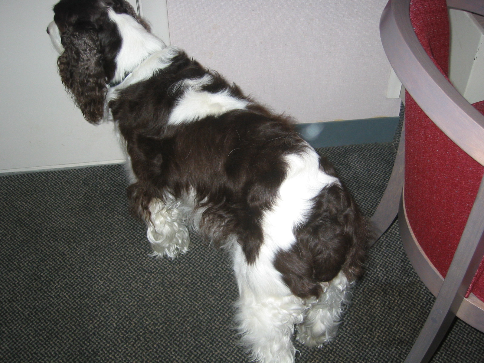 Izzee on guard