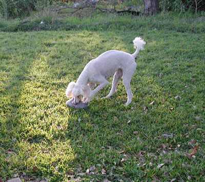 This is my favorite toy. It makes lots of noise when I chew on it. I love it! Squeak! Squeak!