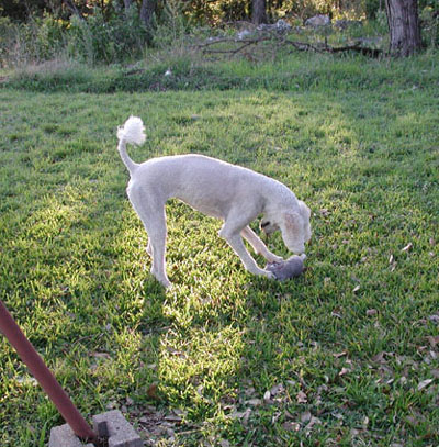 Dallas continues to play with and enjoy her "Plush" pet rock.