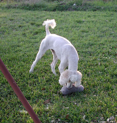 Dallas continues to play with and enjoy her "Plush" pet rock.