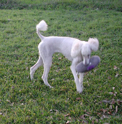 Dallas continues to play with and enjoy her "Plush" pet rock.