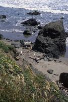 Cambria beach