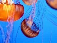 Jellyfish from the Monterey Aquarium