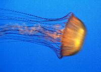 Luminous jellyfish