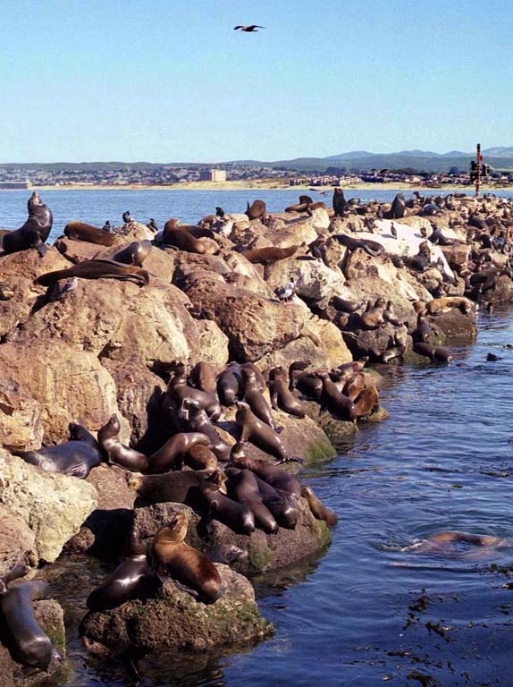 Sea lions