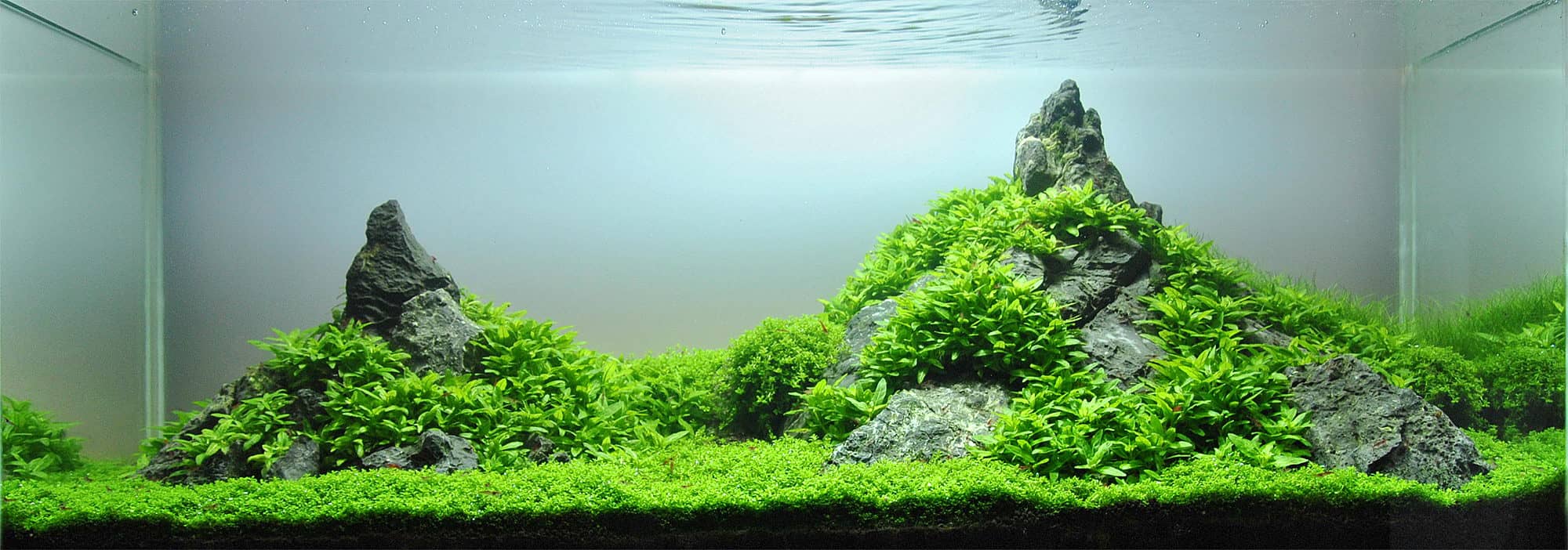 aquarium using rock in it