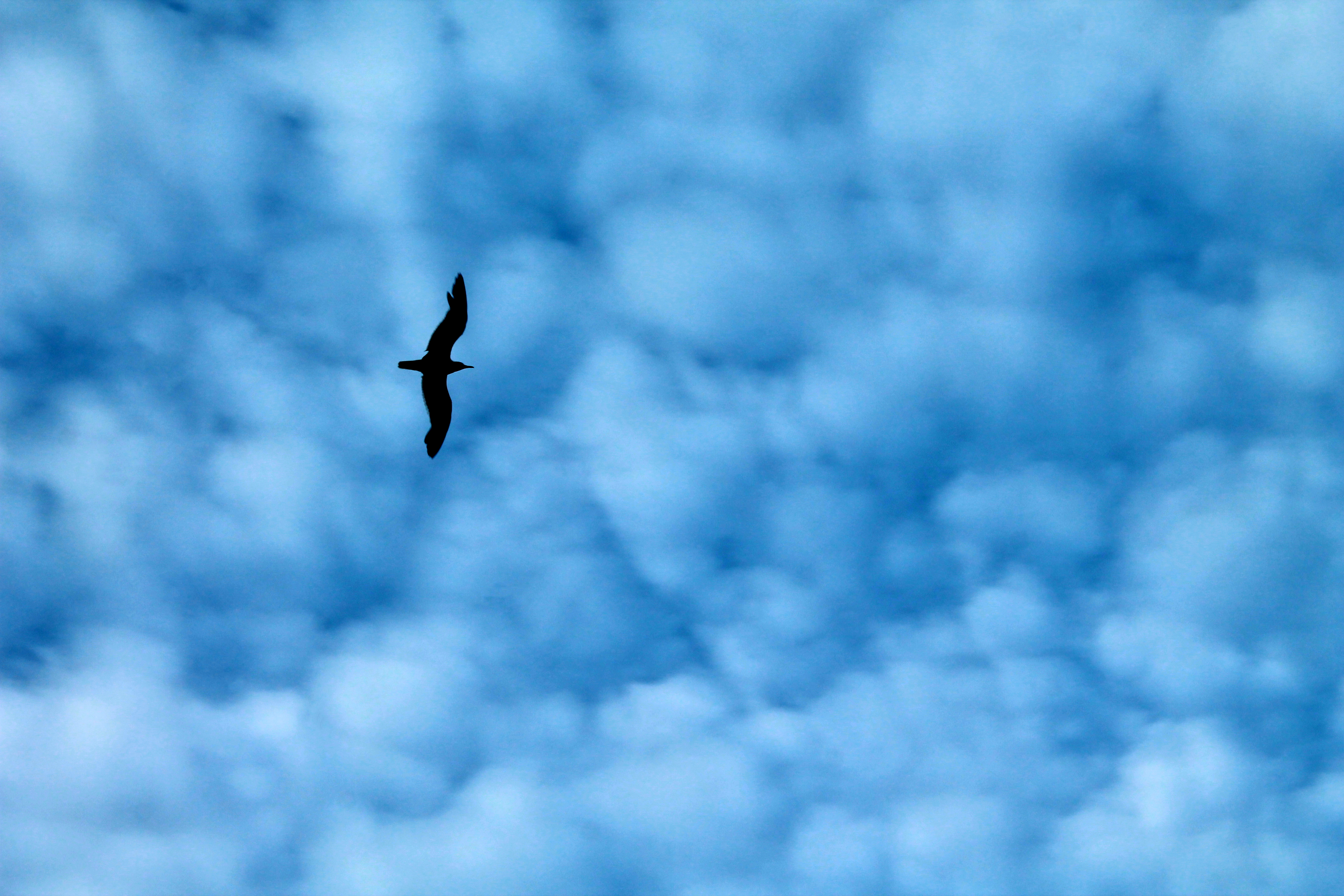 Seagul