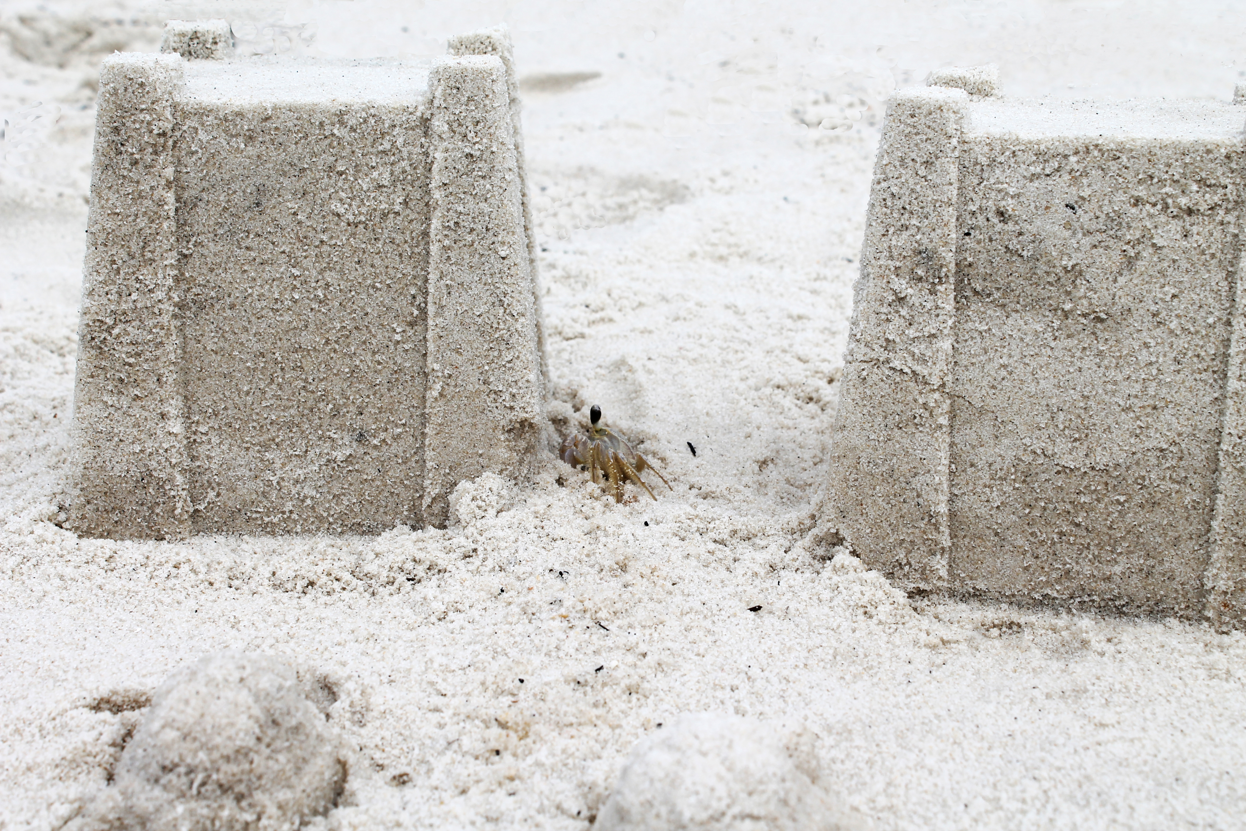 Sand Crab