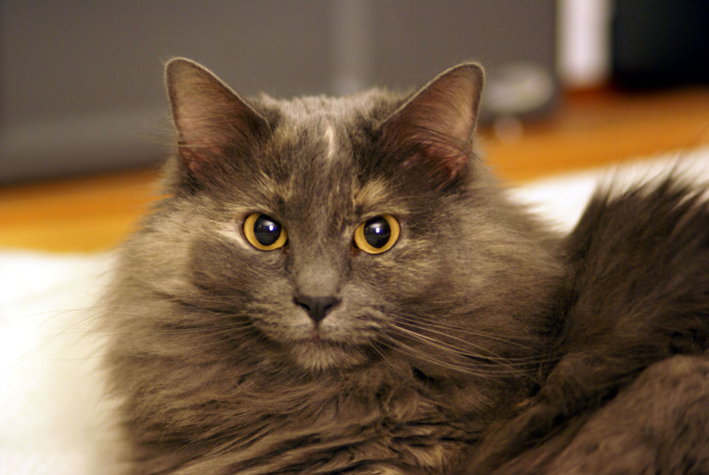 cat