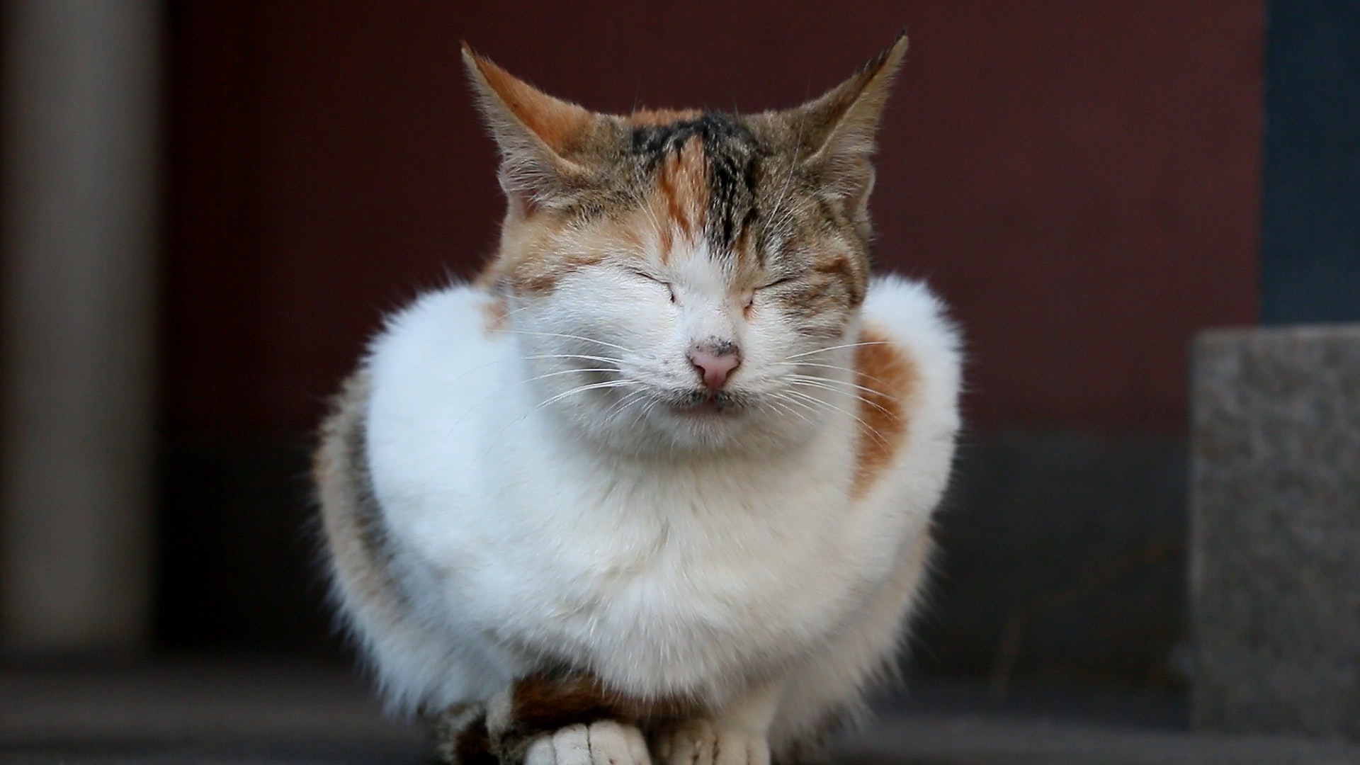 cat