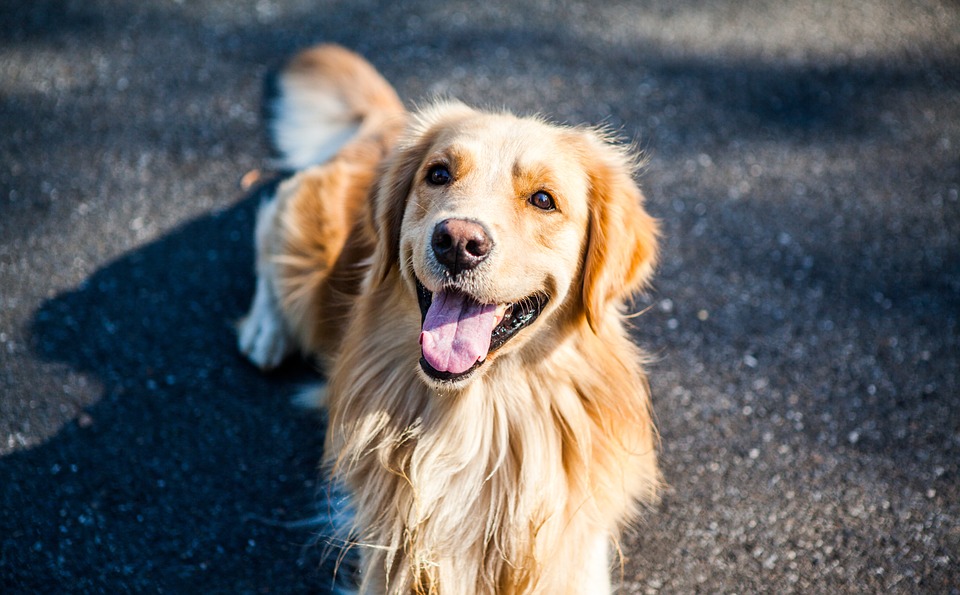 dog