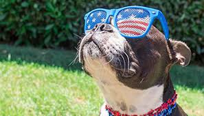 American Dog