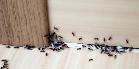 pest-control