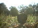 Mickey-cactus