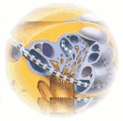 Diagram of Electrical Pulse into Cochlea