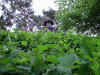 Snap040530070.jpg (414844 bytes)
