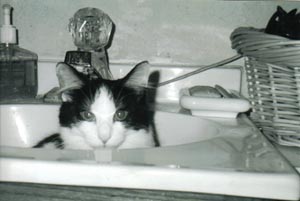 I have Faith in the sink
