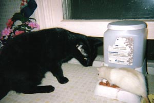 Monica and Leah the rat. No, Monica didn't eat her...
