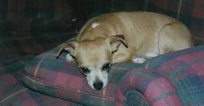 Pedro on the couch