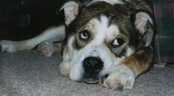 Rocko... lazy 'ol thang