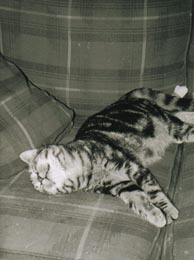 Sean sleeping on the couch