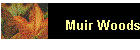 Muir Woods