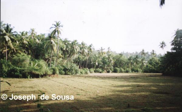 Photo of Field in Siolim Goa