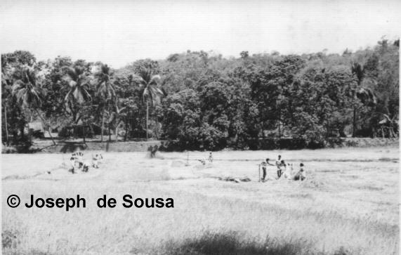 Photograph of Field in village of Siolim, Goa in 1950's