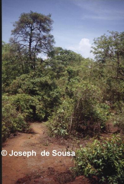 Photo of Cocum Tree in Siolim Goa