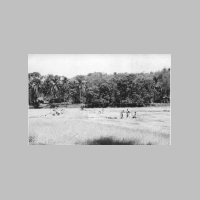 Photo of Field in 50's in Siolim ,Goa