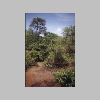 Photo of Cocum Tree in Siolim Goa