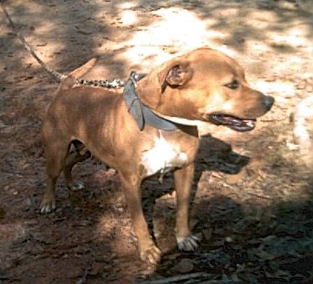 STORM's PEDIGREE