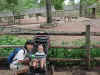 September 2, 2002 zebras at Lincoln Park Zoo