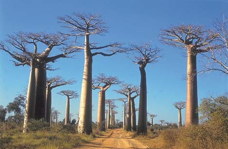 Beautiful photo of baobab trees in 
Madagascar