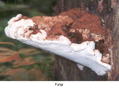 Fungi