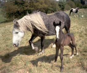 The Horses