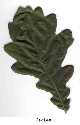 Oak Leaf