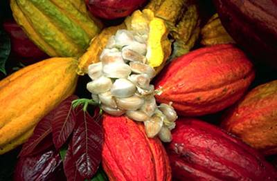Cacao beans
