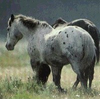 My Future Horse
