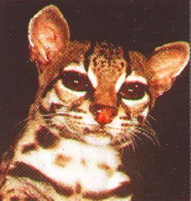 /user/Ocelote.jpg