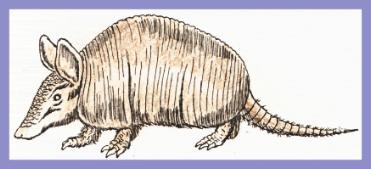 /user/armadillo.JPG