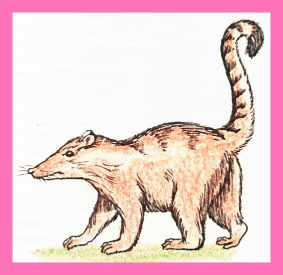 /user/gatosolo.JPG