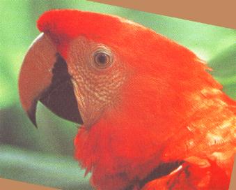 /user/guac-rojo.JPG