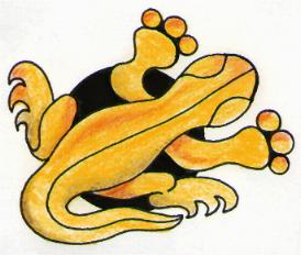 Lizard